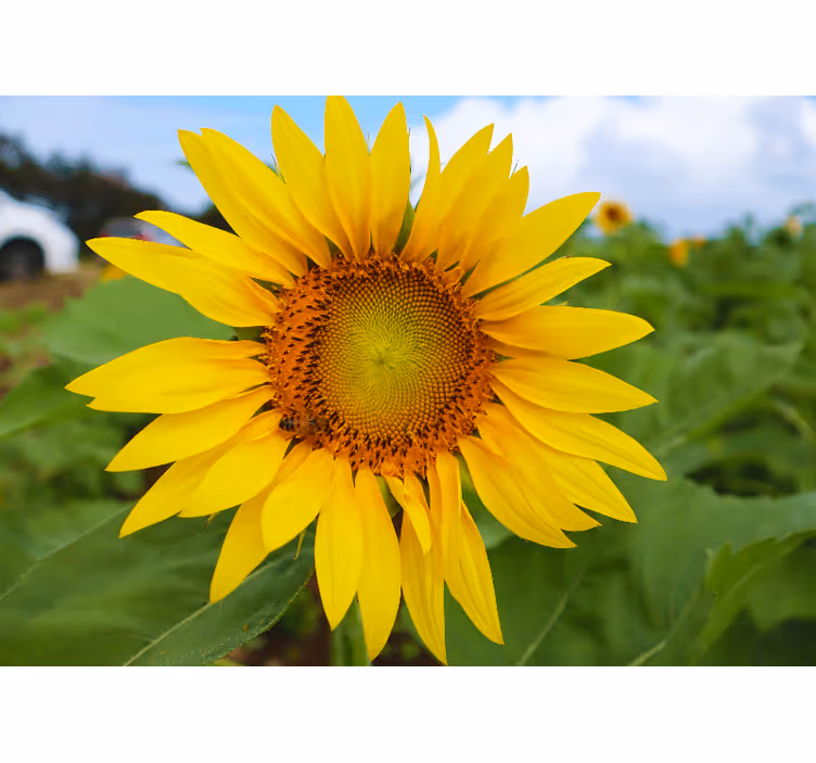 Mural de flores belleza de girasoles en flor - TenVinilo