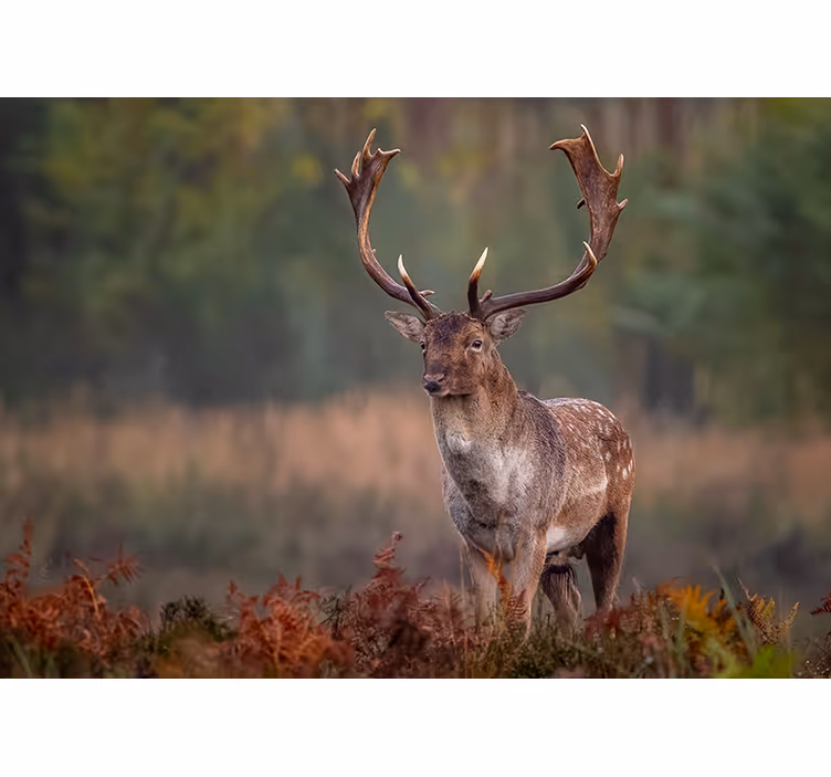 Fotomural animale Ciervo solitario en el campo - TenVinilo