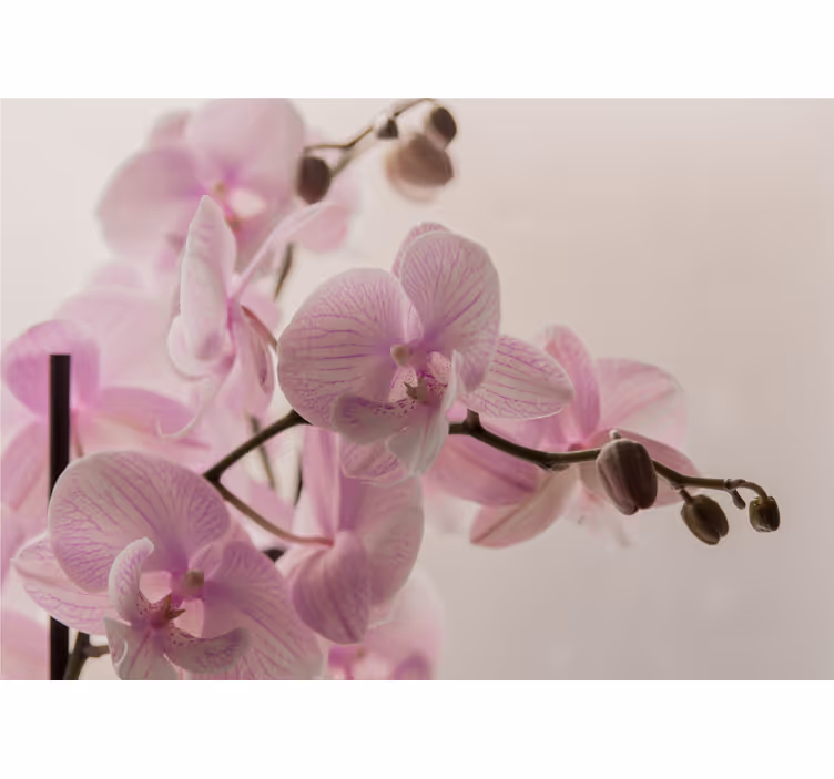 Mural de orquídeas flores de orquídea delicadas - TenVinilo