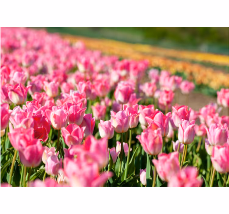 Mural de tulipanes campo floreciente vibrante - TenVinilo