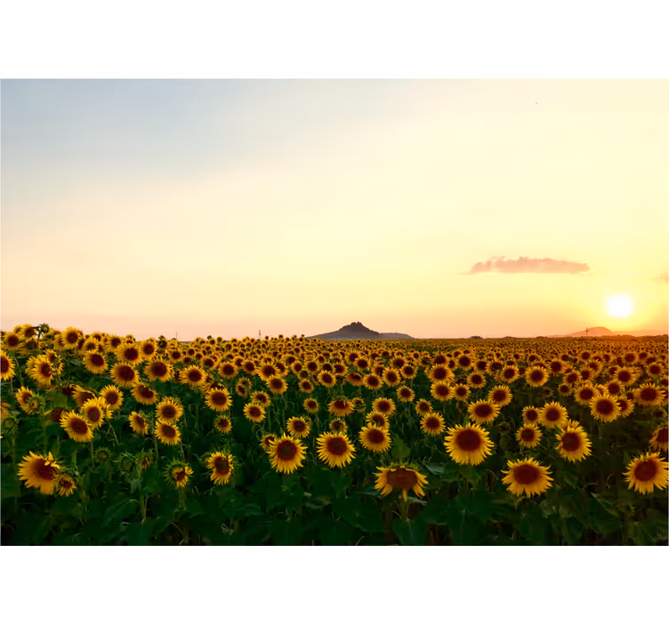 Mural de flores campo de girasoles al anochecer - TenVinilo