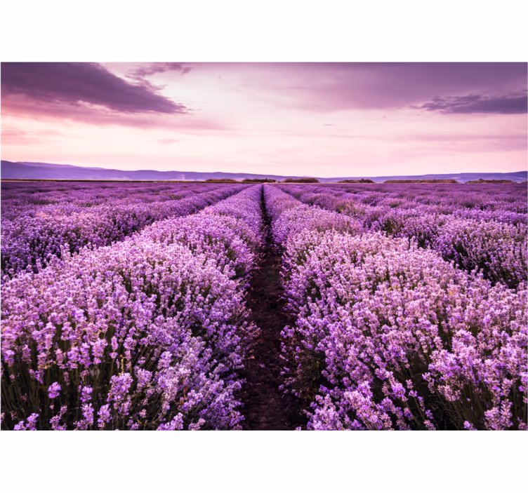 Fotomural flores Cuadro morado con flores - TenVinilo