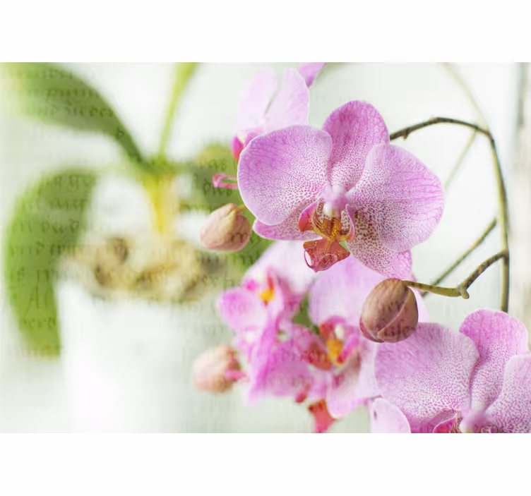 Fotomural decorativo Orquídea con texto - TenVinilo