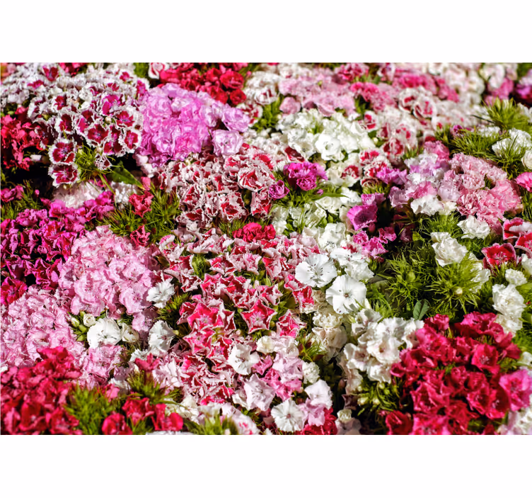 Fotomural flores Clavos de diferentes colores - TenVinilo