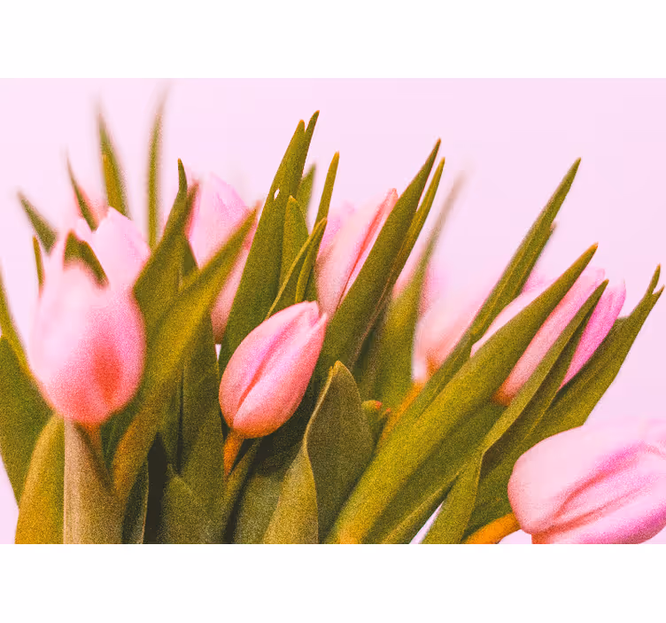 Fotomural de tulipanes Tulipanes sobre un fondo rosa - TenVinilo