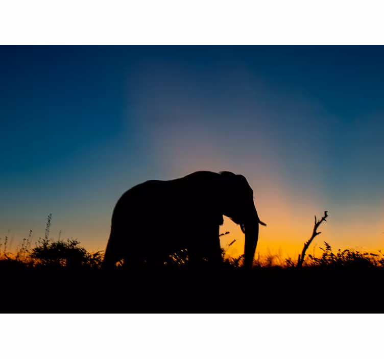 Mural de animales silueta de elefante al atardecer - TenVinilo