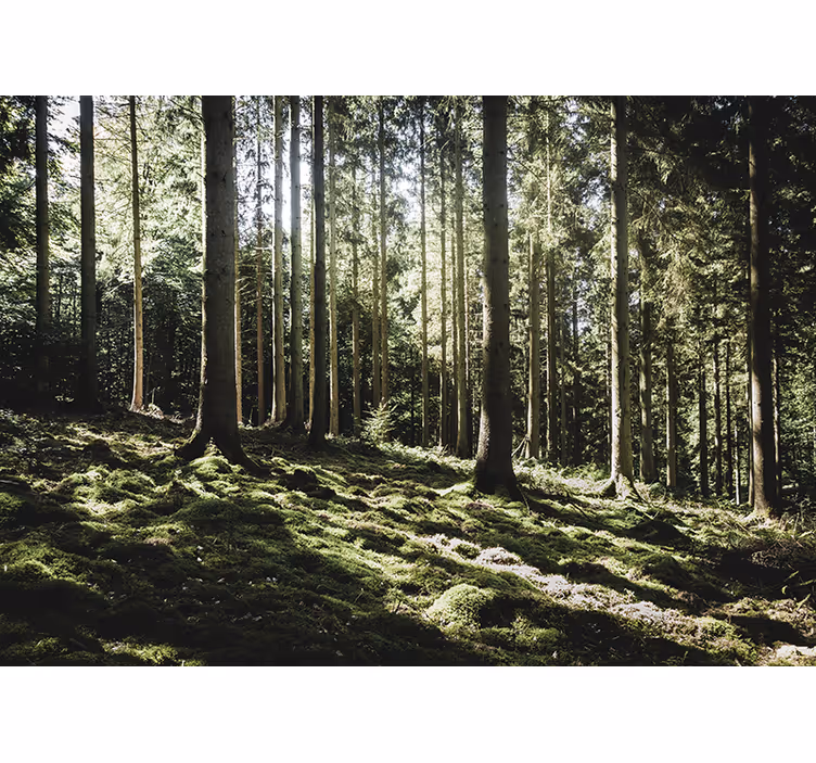 Fotomural de bosque árboles de color verde claro profundo - TenVinilo