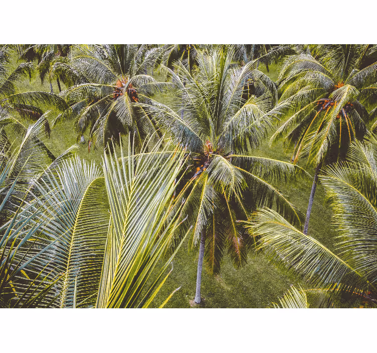 Mural de naturaleza hojas de palma exuberantes - TenVinilo