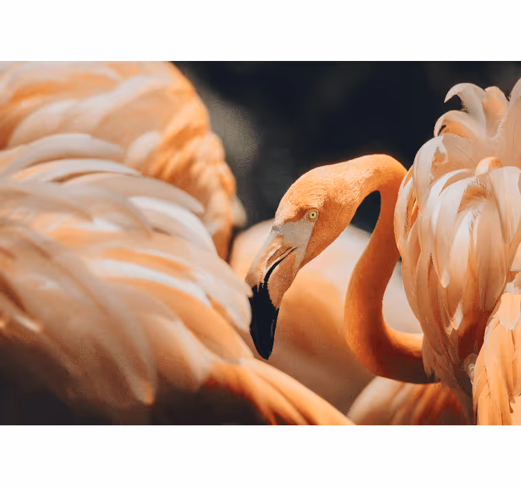 Mural de animales escena de flamencos elegante - TenVinilo