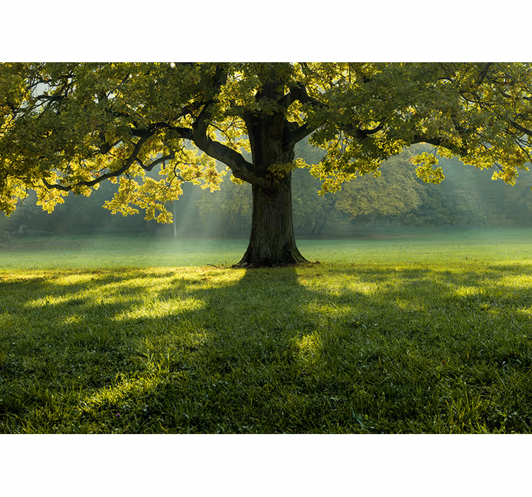 Fotomural de bosque Un árbol solitario en la hierba - TenVinilo