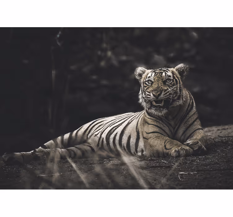 Mural de animales tigre majestuoso en posición - TenVinilo