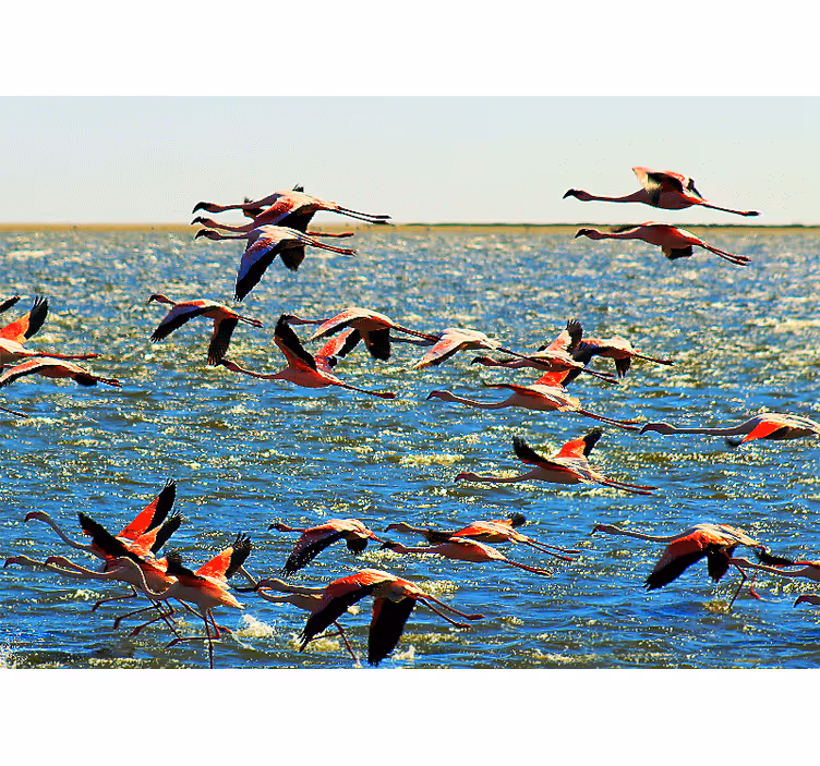 Fotomural animale Flamencos volando - TenVinilo