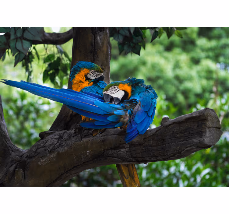 Fotomural animale Loros de colores en la selva. - TenVinilo
