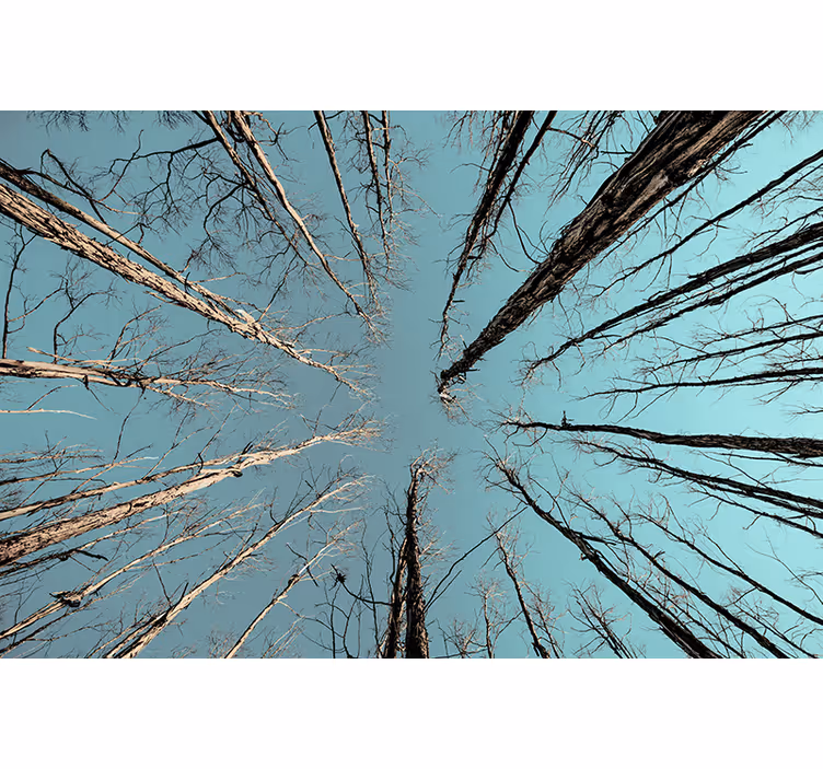 Fotomural naturaleza Ramas de los árboles con el cielo - TenVinilo