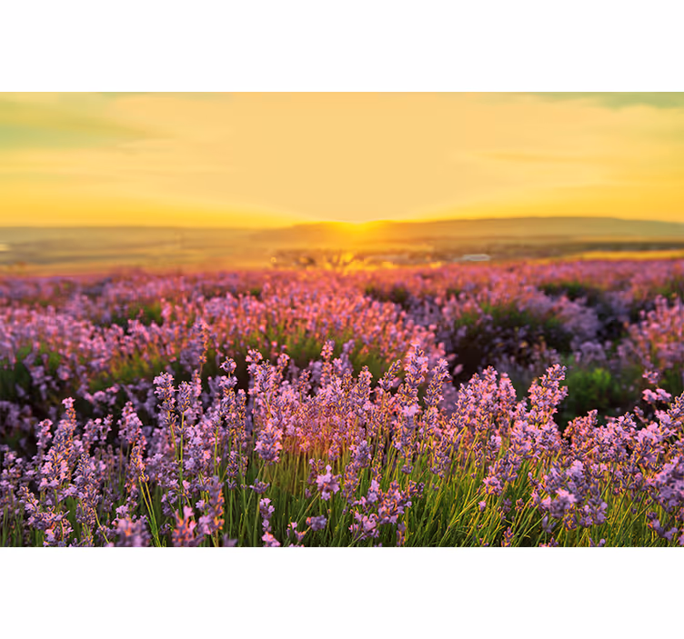 Mural de flores pradera de lavanda al atardecer - TenVinilo
