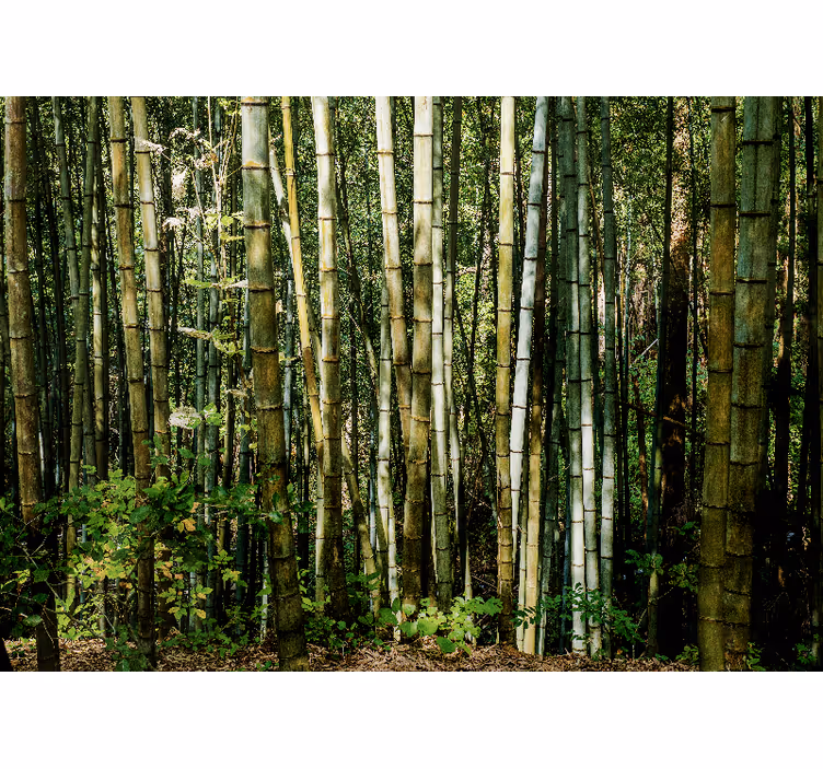 Mural de bambú paisaje de bosque de bambú - TenVinilo