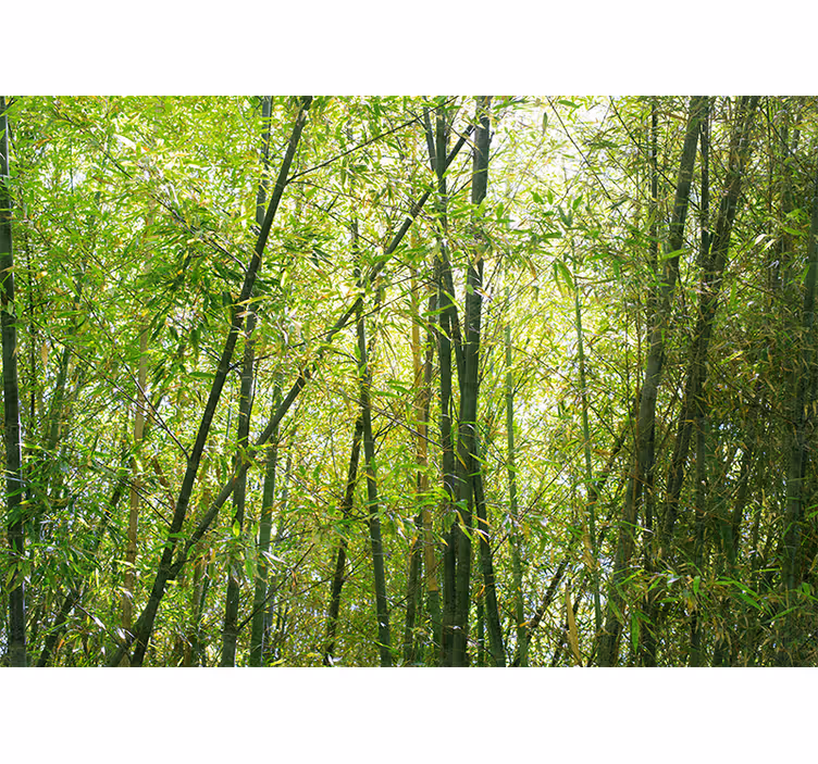Fotomural de arboles Paisaje de bambú - TenVinilo