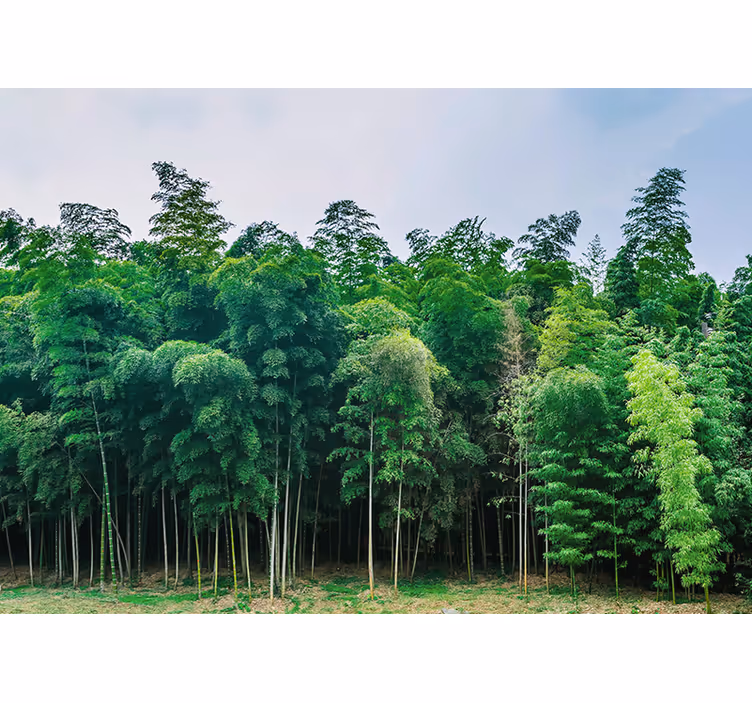 Mural de naturaleza paisaje de bosque de bambú - TenVinilo