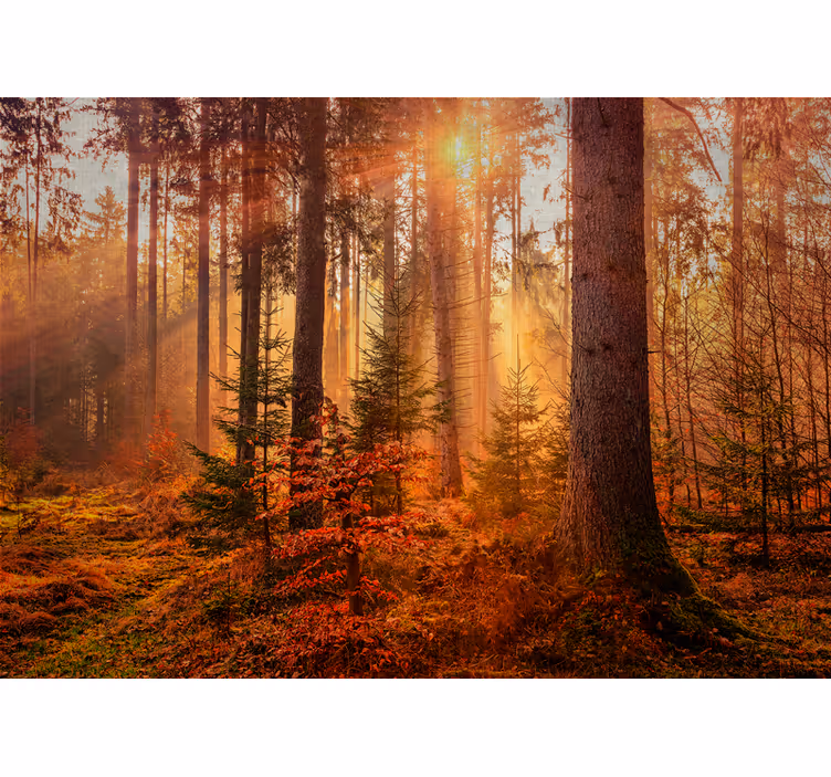 Fotomural naturaleza Camino en el bosque profundo de otoño - TenVinilo