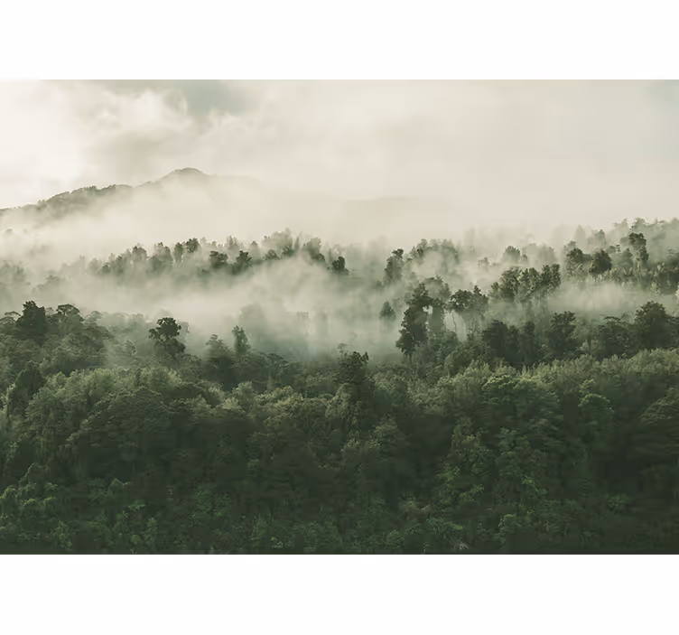 Fotomural de bosque árboles enormes con mucha niebla - TenVinilo
