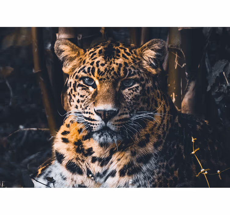 Mural de animales retrato del leopardo majestuoso - TenVinilo