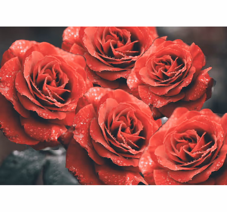 Fotomural de rosas Grandes rosas rojas con gotas de agua - TenVinilo