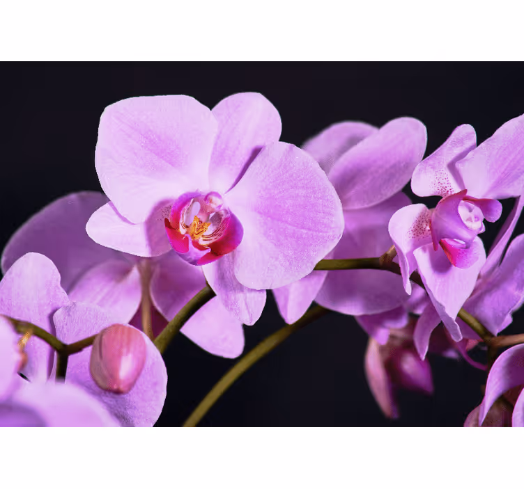 Fotomural de orquídeas Rama de orquídeas moradas - TenVinilo