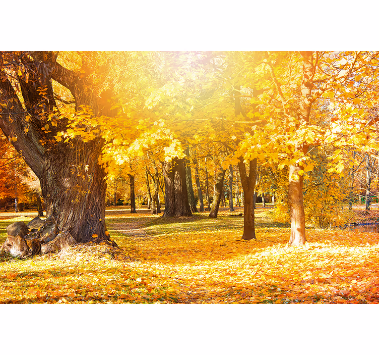 Mural de naturaleza paisaje de árboles en otoño - TenVinilo