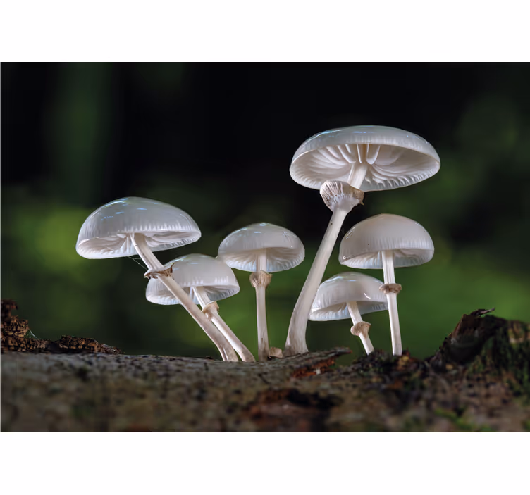 Fotomural naturaleza Hongos ostra silvestres - TenVinilo