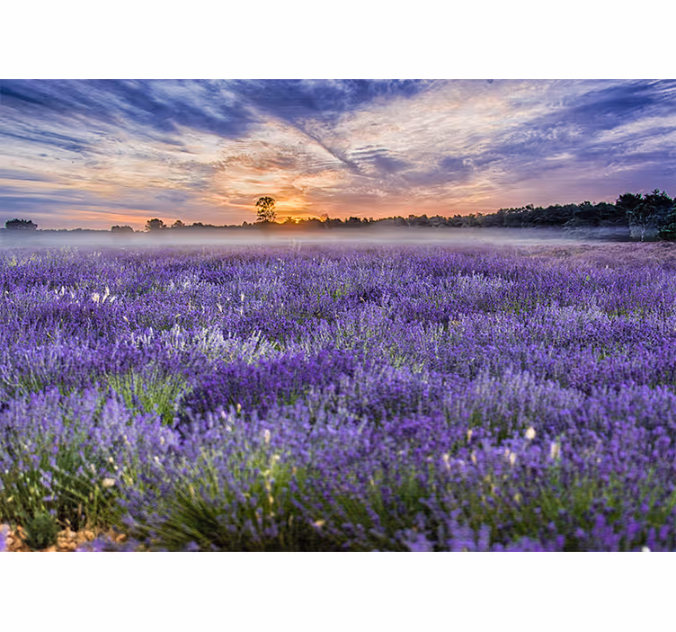 Fotomural naturaleza Campo de lavanda colores estéticos - TenVinilo