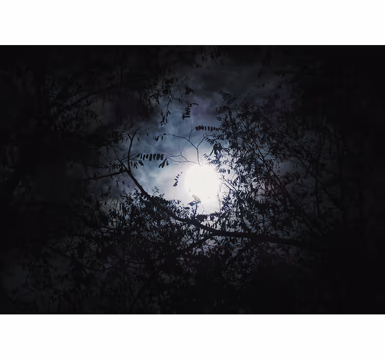 Mural de naturaleza ramas iluminadas por la luna - TenVinilo