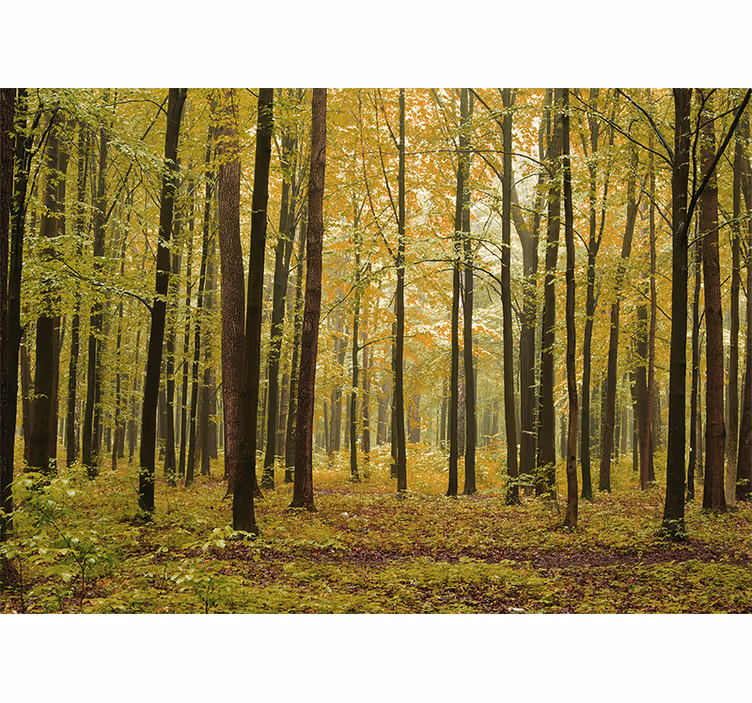 Mural de bosque paisaje de bosque en otoño - TenVinilo