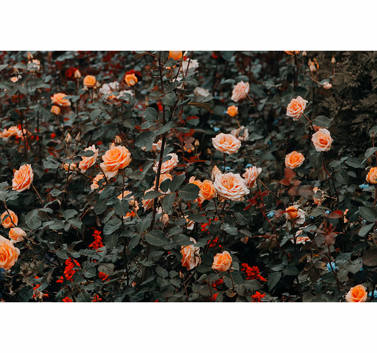 Mural flores rosales en flor - TenVinilo