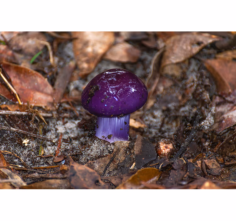 Fotomural naturaleza Hongos amatista - TenVinilo