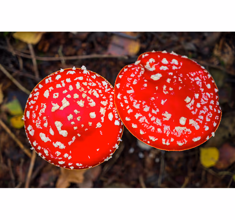 Mural de naturaleza sombreros rojos de seta - TenVinilo