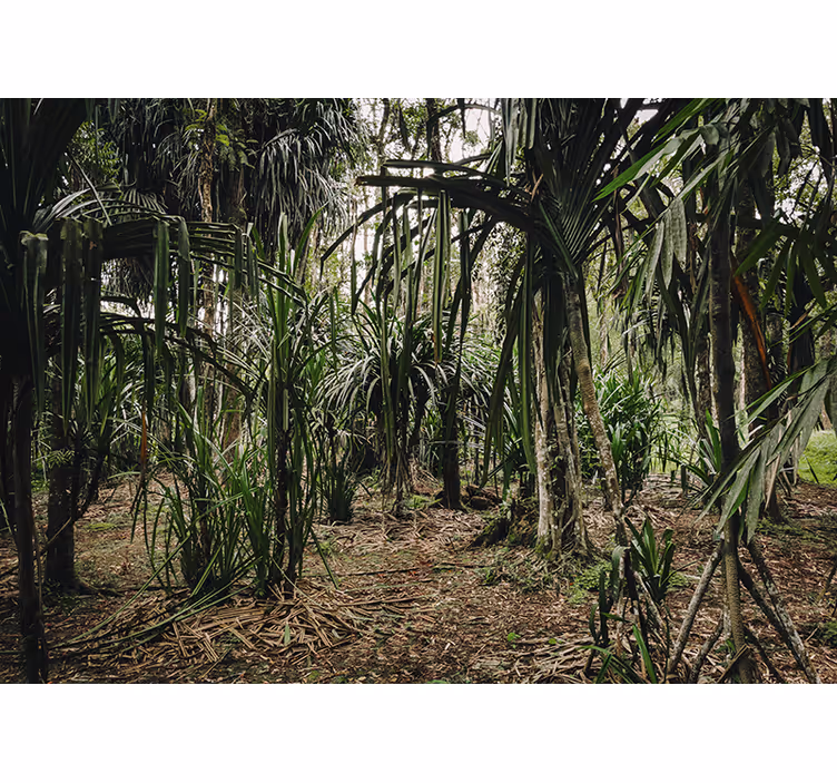 Mural para salón exuberante naturaleza tropical - TenVinilo