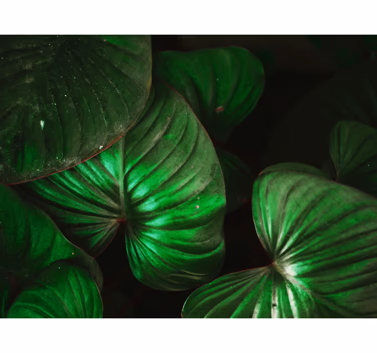 Fotomural naturaleza Hojas verdes anchas - TenVinilo