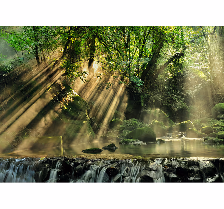 Fotomural de arboles Bosque "primorye reserve" - TenVinilo