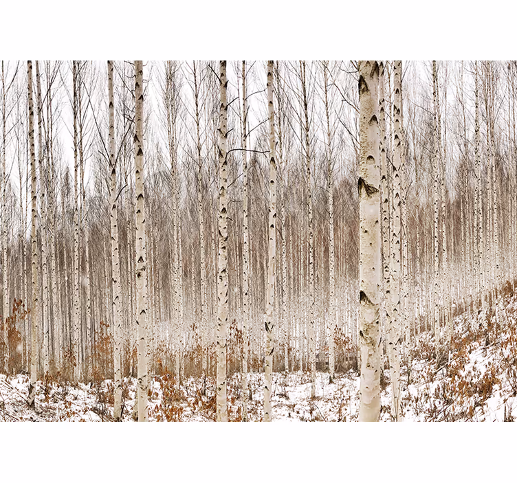 Mural de bosque bosque de abedules nevados - TenVinilo