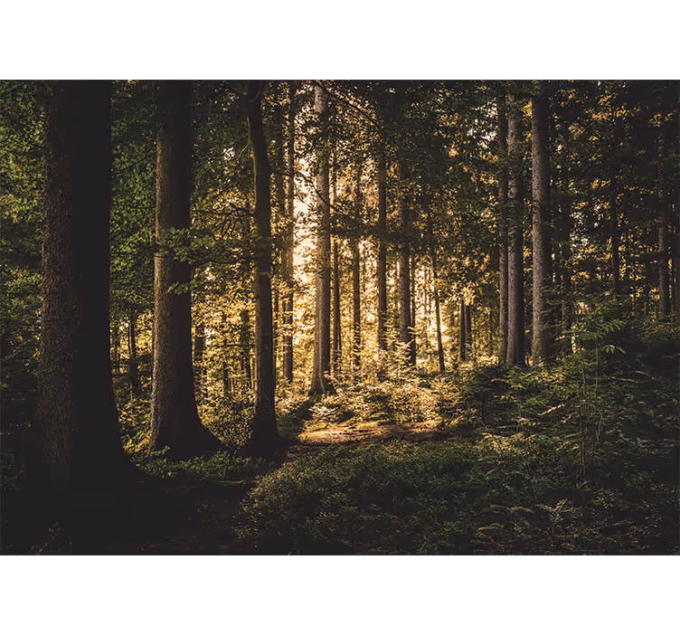 Fotomural naturaleza Bosque del mediodía - TenVinilo