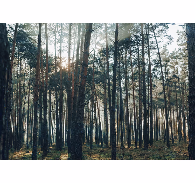 Mural de bosque roble serene pine grove - TenVinilo