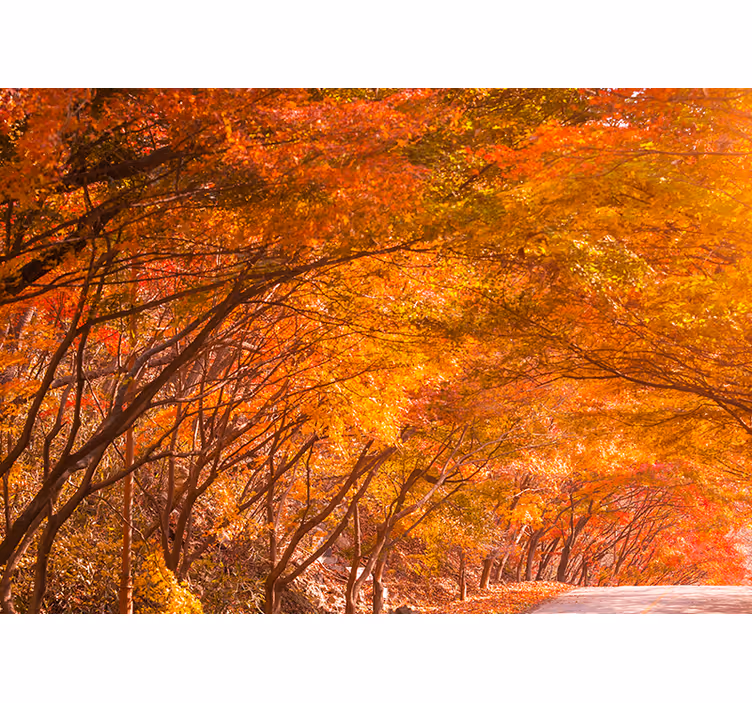 Mural de bosque camino del bosque en otoño - TenVinilo