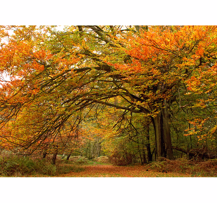 Fotomural naturaleza Hermoso bosque con colores verde y rojo - TenVinilo