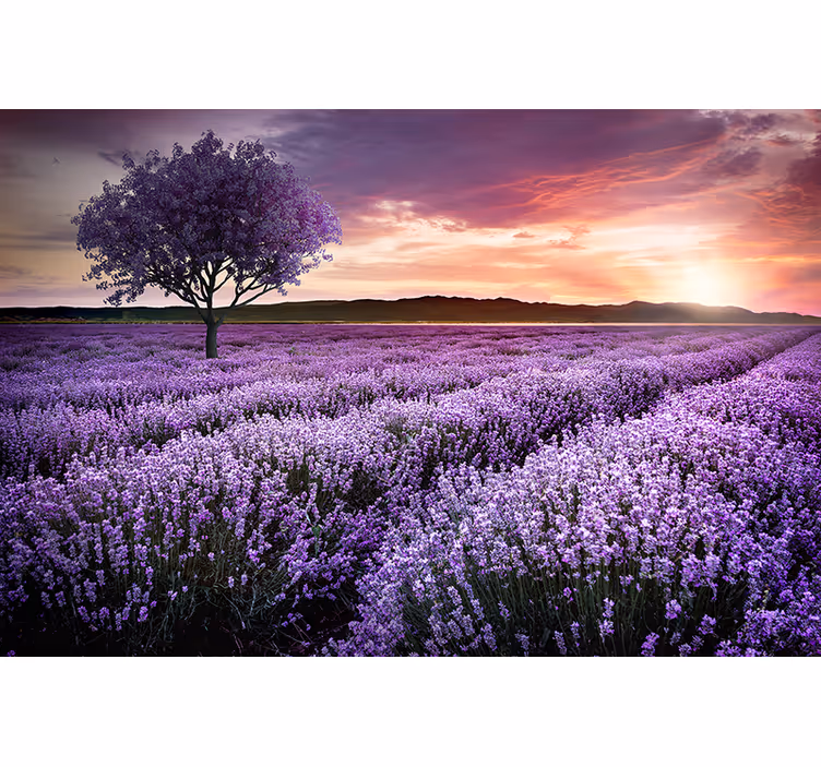 Mural de flores campo de lavanda al atardecer - TenVinilo