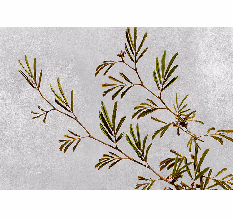 Fotomural naturaleza Plantas minimalistas con textura - TenVinilo