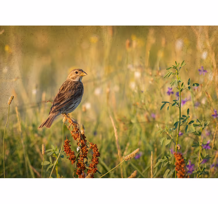 Fotomural animale Pájaro en el campo de flores - TenVinilo