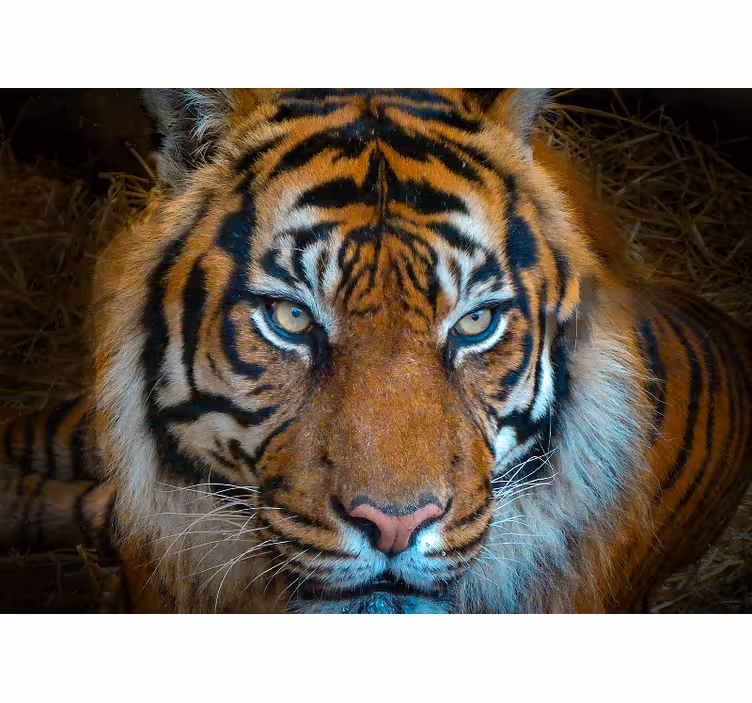 Mural de animales ilustración del tigre real - TenVinilo