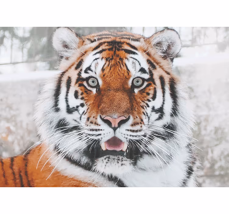 Fotomural animale Tigre hermoso dominante - TenVinilo