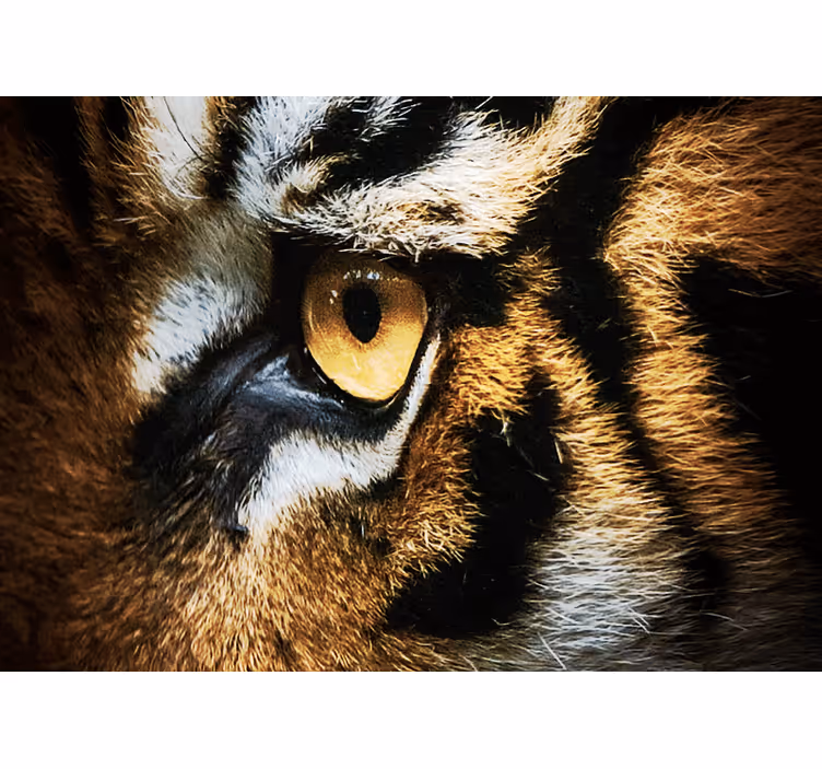 Fotomural animale Cara de un gran tigre - TenVinilo