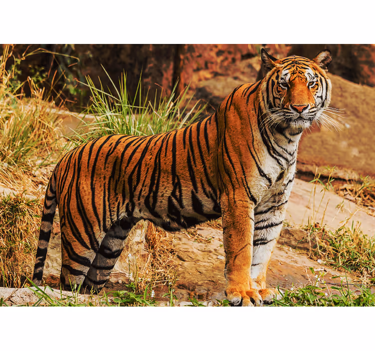 Fotomural animale Tigre levantándose en la naturaleza - TenVinilo